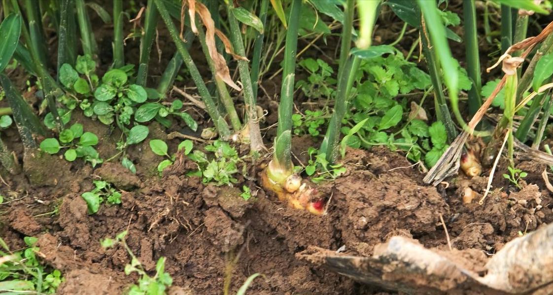 白露后生姜防虫病：老姜农5招口诀，照着做亩产多收800斤