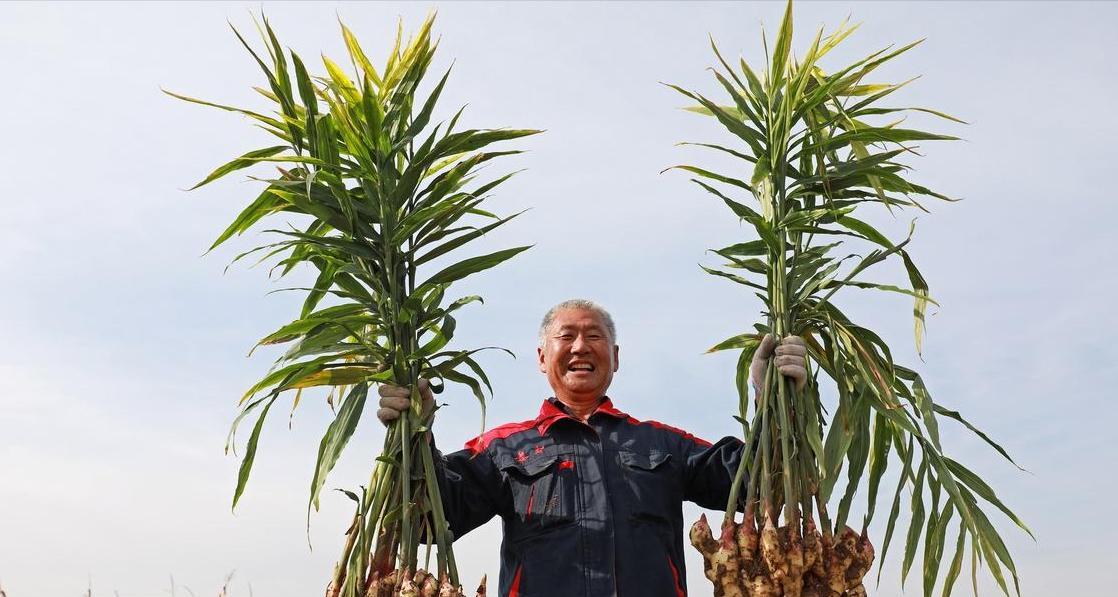 白露后生姜防虫病：老姜农5招口诀，照着做亩产多收800斤