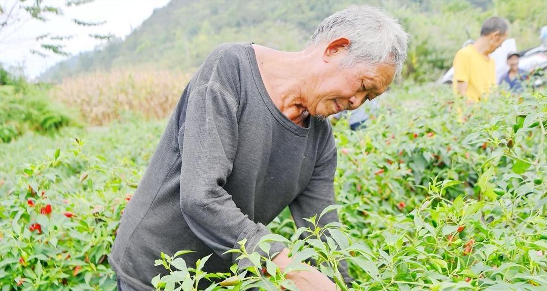 秋辣椒高产就靠这几招！老把式手把手教你管到霜降，多收200斤