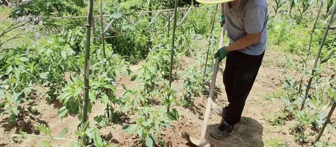 90%人忽视的7个种菜小习惯，正悄悄影响着你的身体，你中了几个