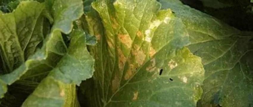 白菜烂根、烂叶、黄叶、有虫害别慌，有了这套方法，轻松就解决