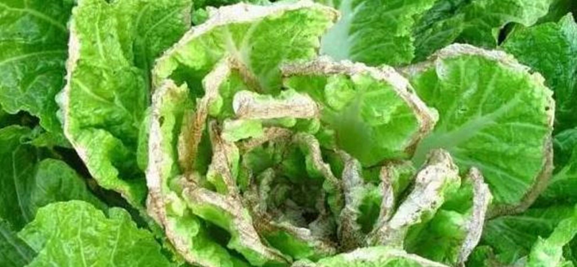白菜烂根、烂叶、黄叶、有虫害别慌，有了这套方法，轻松就解决