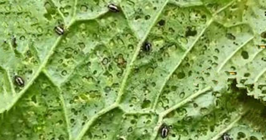 白菜烂根、烂叶、黄叶、有虫害别慌，有了这套方法，轻松就解决