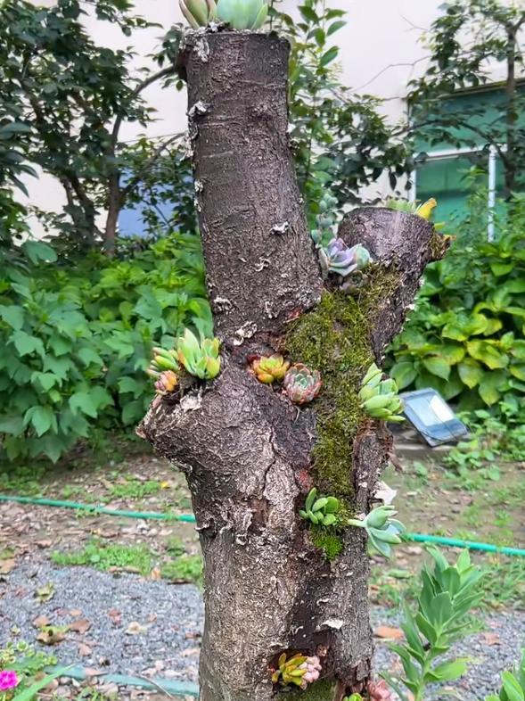 女子“把多肉种在树上”，引无数路人羡慕，网友：牛，我咋没想到