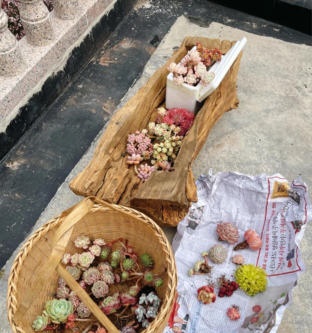 女子“把多肉种在树上”，引无数路人羡慕，网友：牛，我咋没想到