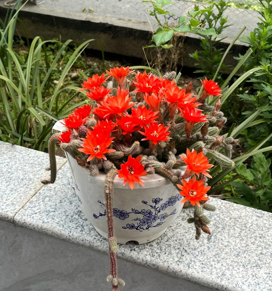 男子养“10年的花，越长越怪异”，家人都觉得吓人，网友：确实