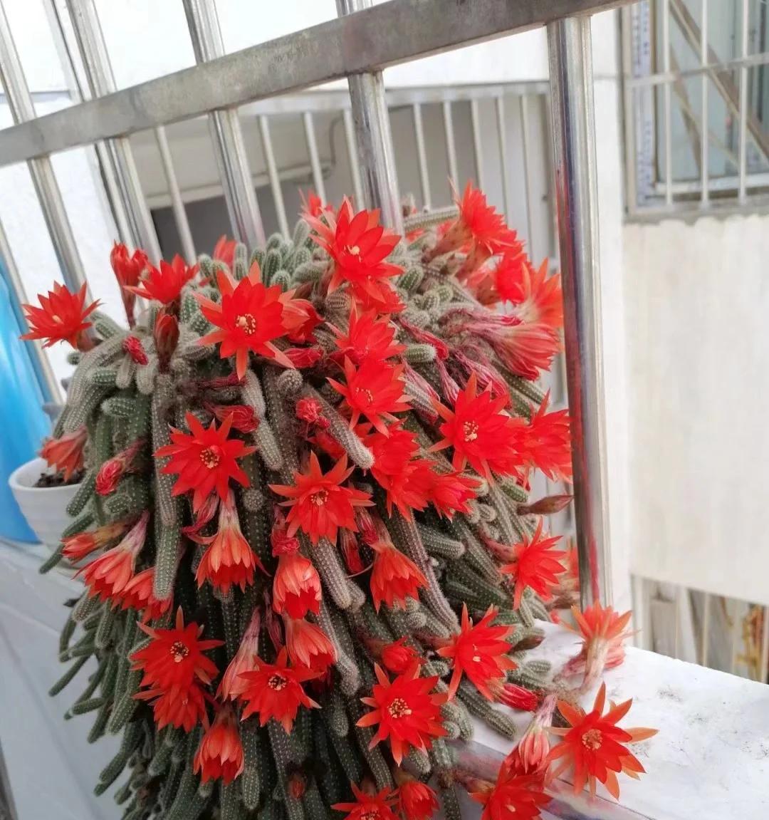 男子养“10年的花，越长越怪异”，家人都觉得吓人，网友：确实