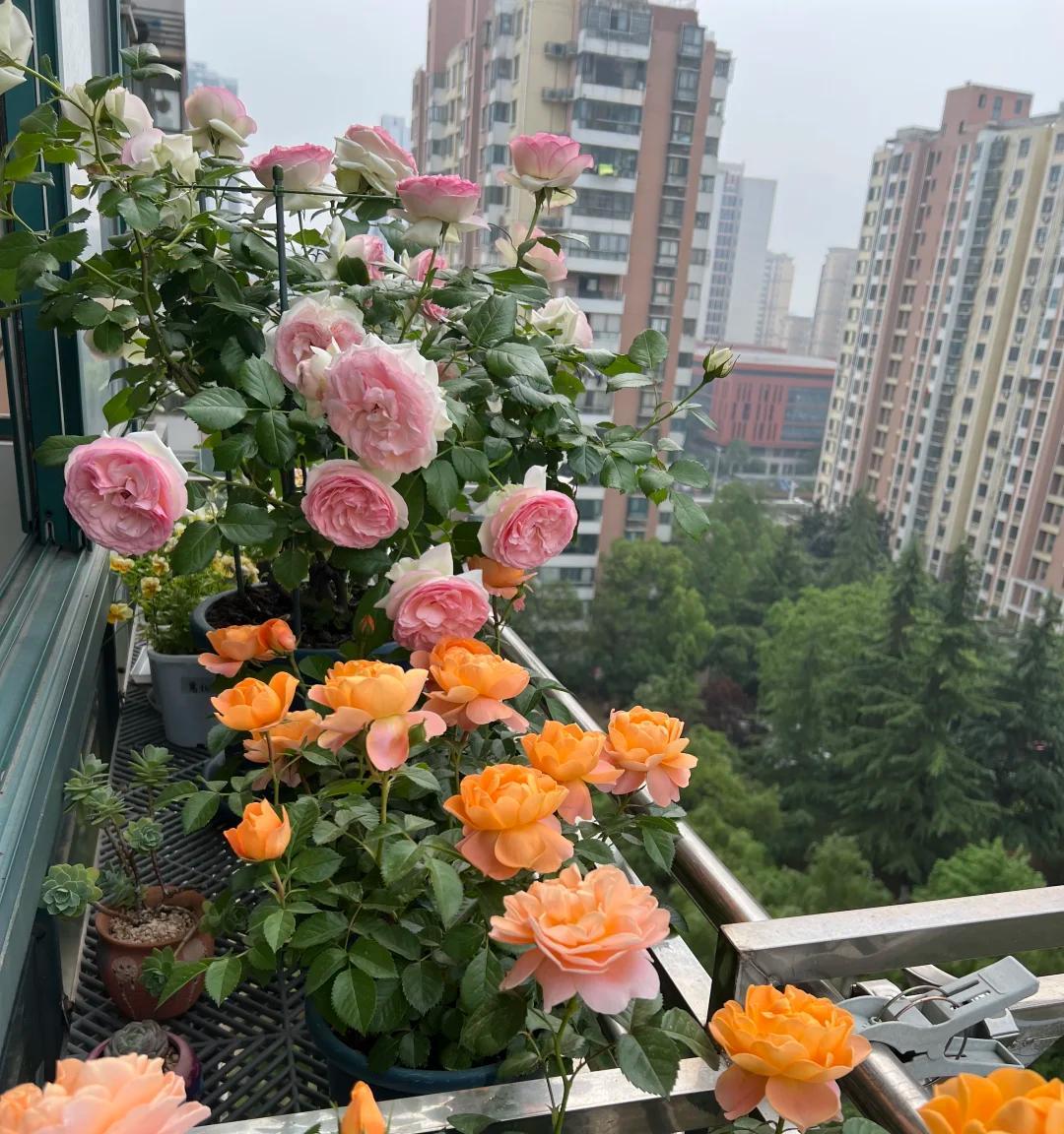 女子的阳台月季，小破盆大花量，惊呆众人：妈耶，请收下我的膝盖