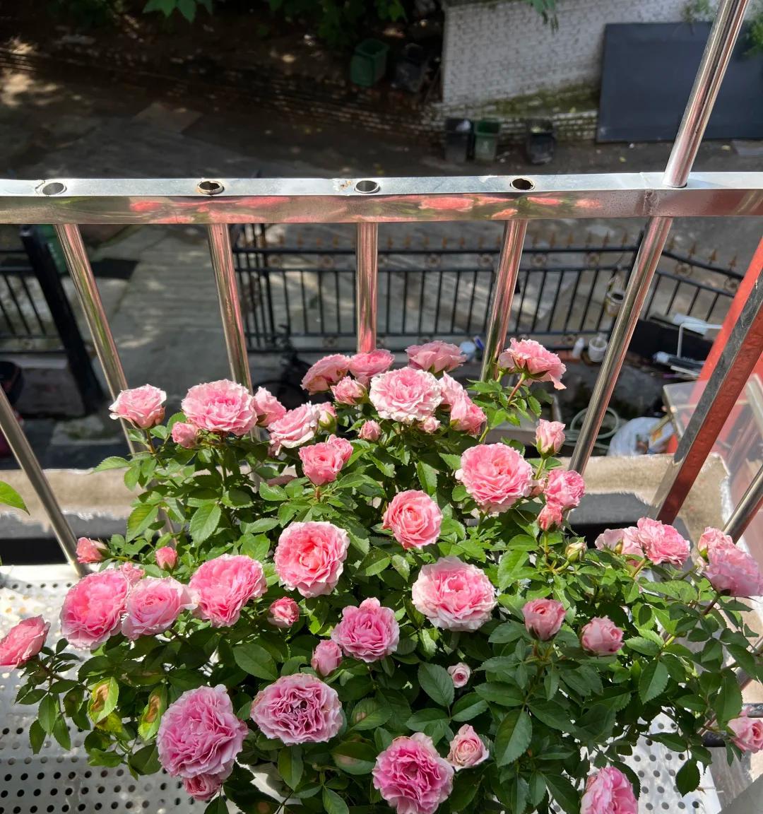 女子的阳台月季，小破盆大花量，惊呆众人：妈耶，请收下我的膝盖
