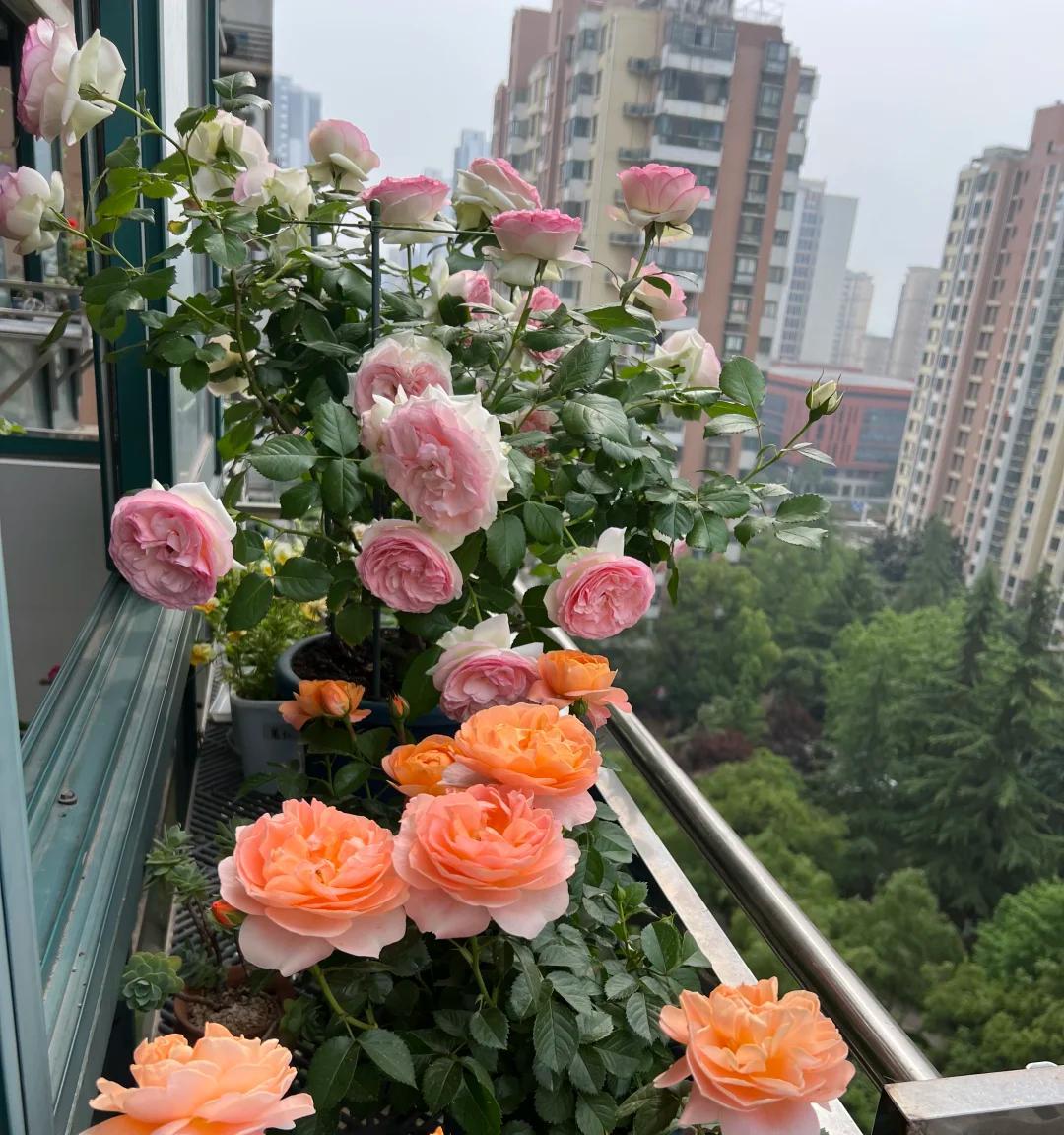 女子的阳台月季，小破盆大花量，惊呆众人：妈耶，请收下我的膝盖
