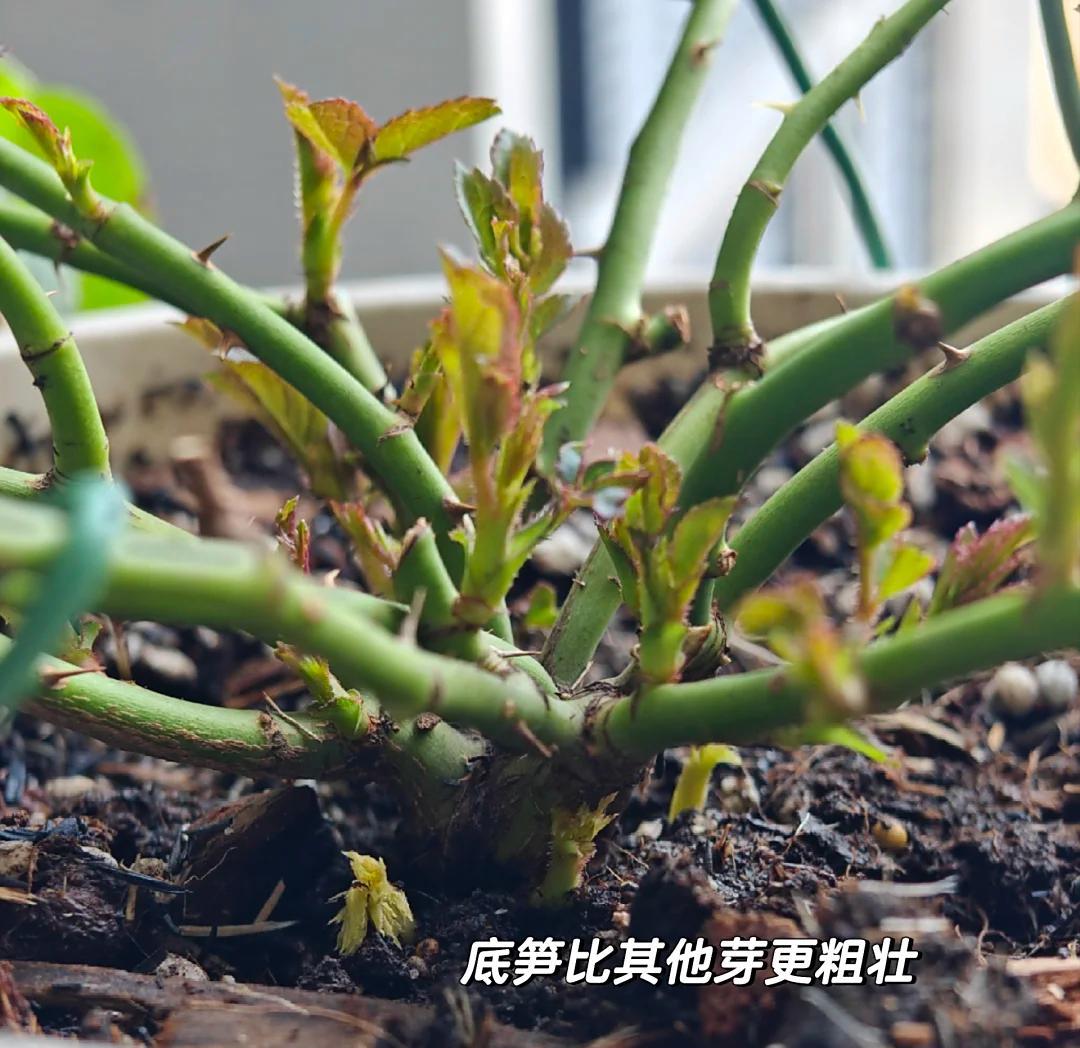 女子的阳台月季，小破盆大花量，惊呆众人：妈耶，请收下我的膝盖