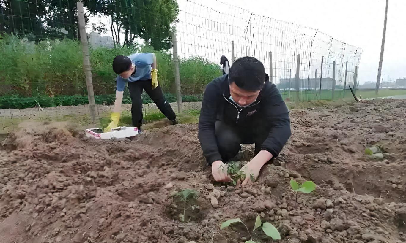 9月别种这5种菜！老农民年年踩坑，白白浪费种子还不出苗！