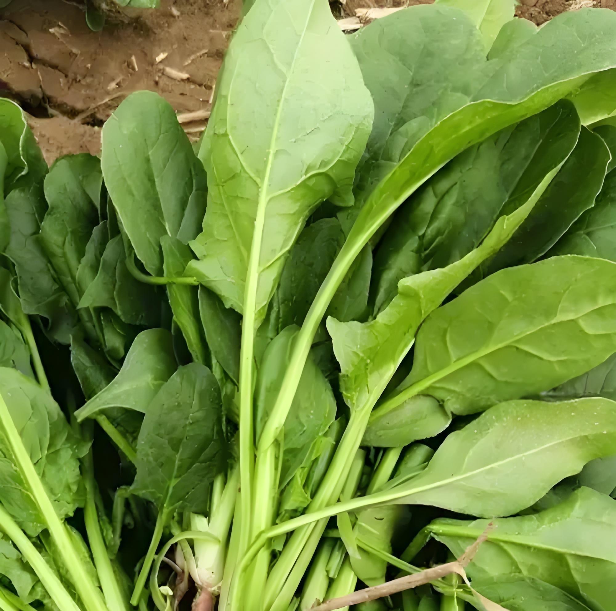 9月别种这5种菜！老农民年年踩坑，白白浪费种子还不出苗！