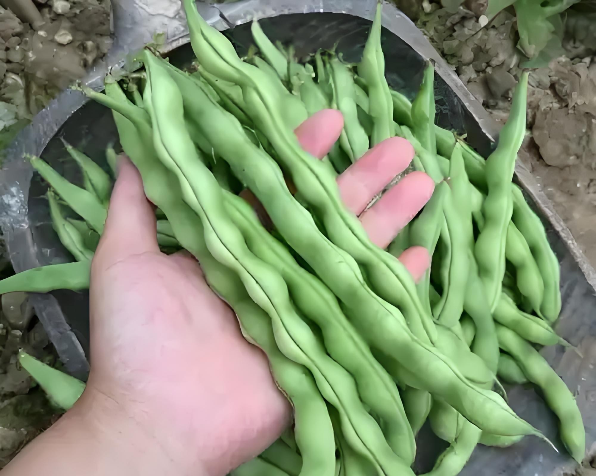 9月别种这5种菜！老农民年年踩坑，白白浪费种子还不出苗！