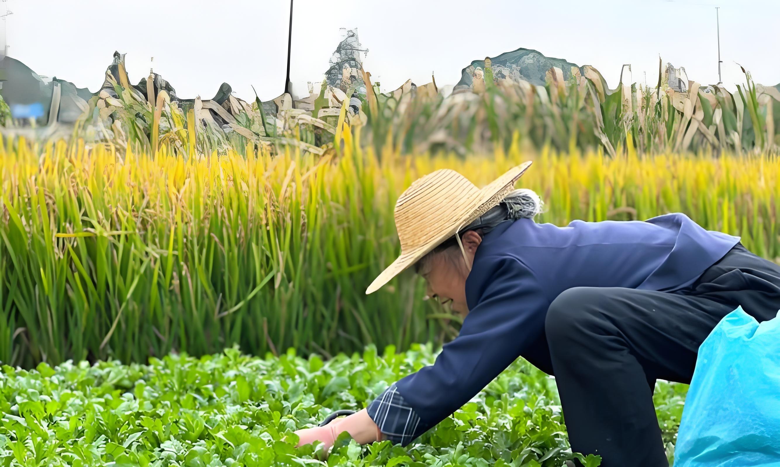 9月别种这5种菜！老农民年年踩坑，白白浪费种子还不出苗！