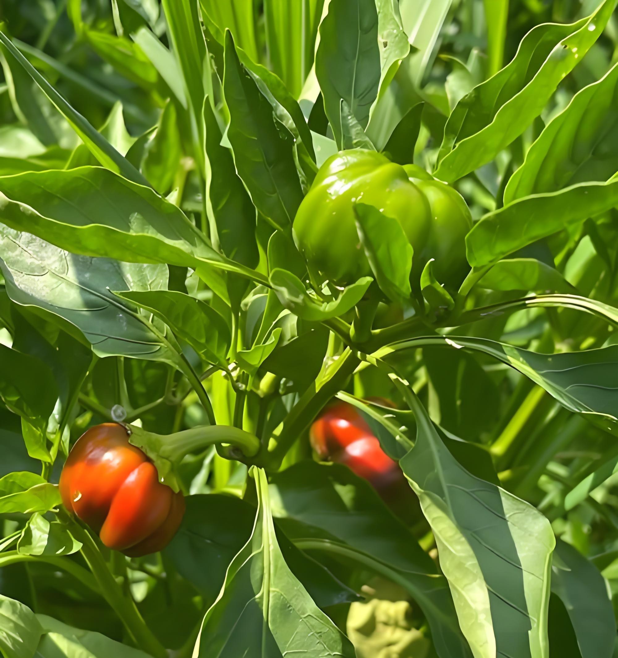 秋分到，5种菜赶紧拉秧！留种技巧曝光，来年丰收不愁