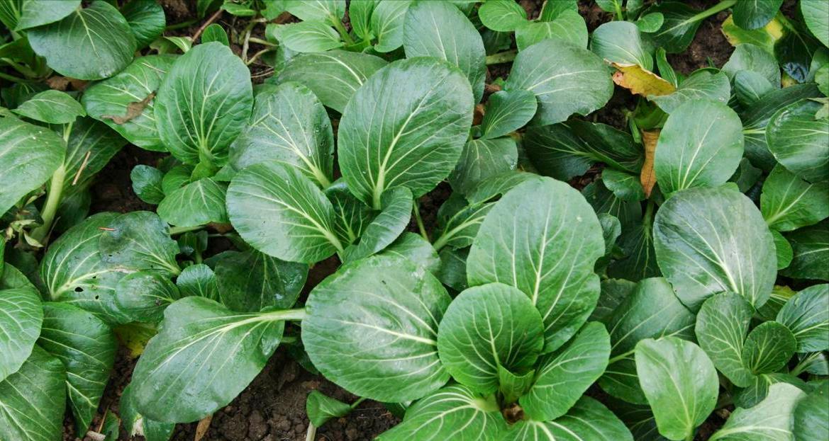 秋分种油菜，牢记“3早2防1巧”，老农实操经验，亩产轻松超800斤