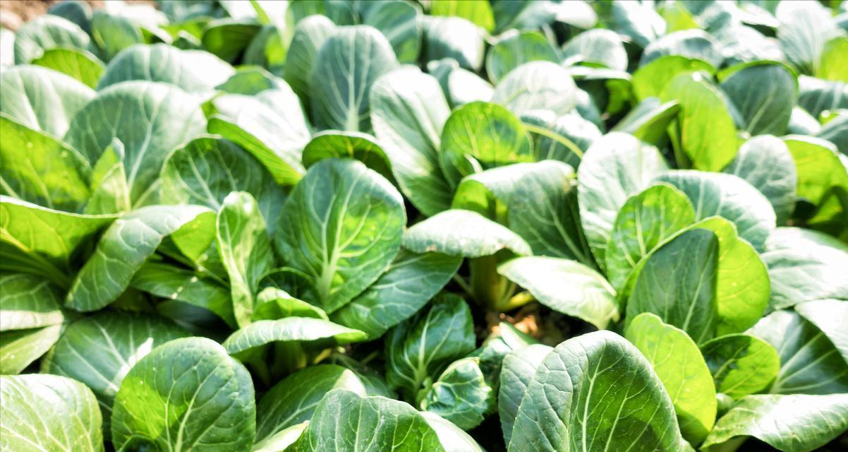 秋分种油菜，牢记“3早2防1巧”，老农实操经验，亩产轻松超800斤