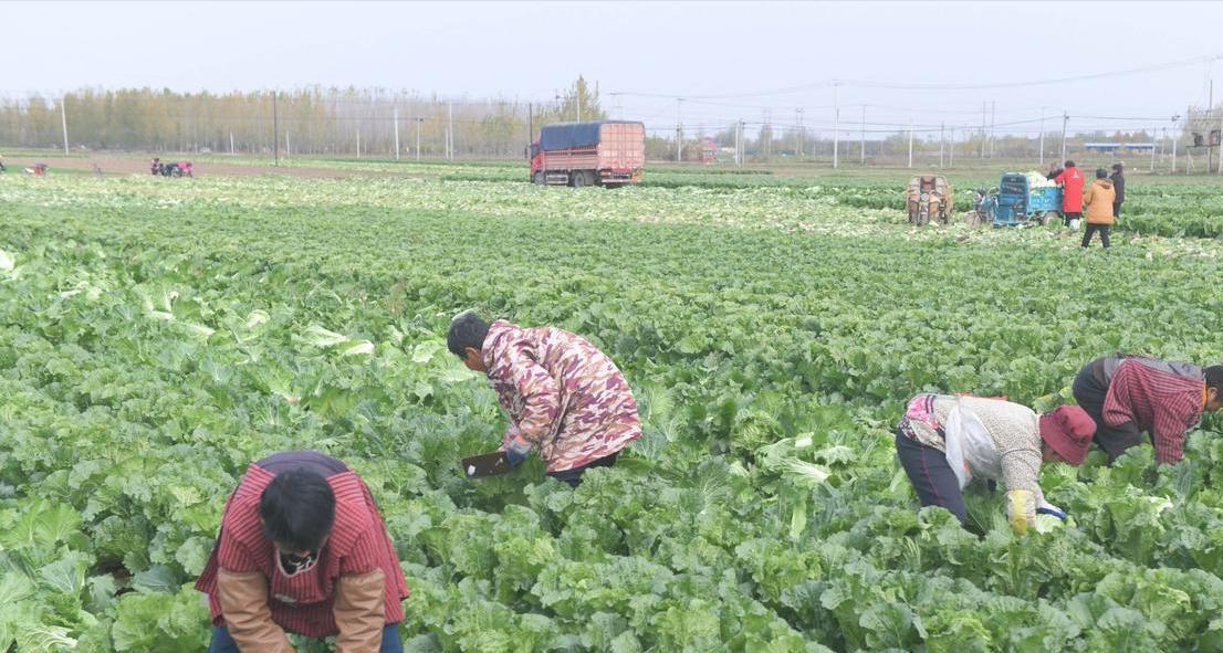 老菜农30年经验：秋白菜"三水五肥"管理法，包心瓷实亩产超万斤