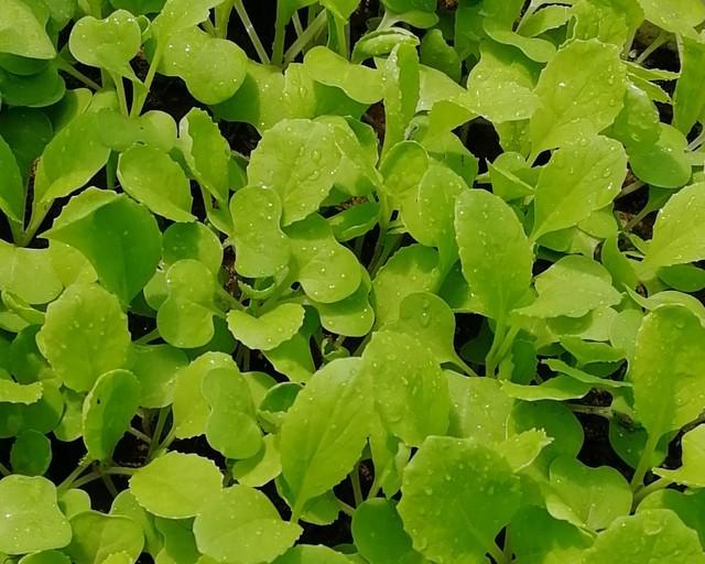 9月种菜别乱种！5种常见菜的“黄金播种期”，早10天晚10天差别大