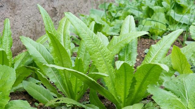 9月种菜别乱种！5种常见菜的“黄金播种期”，早10天晚10天差别大