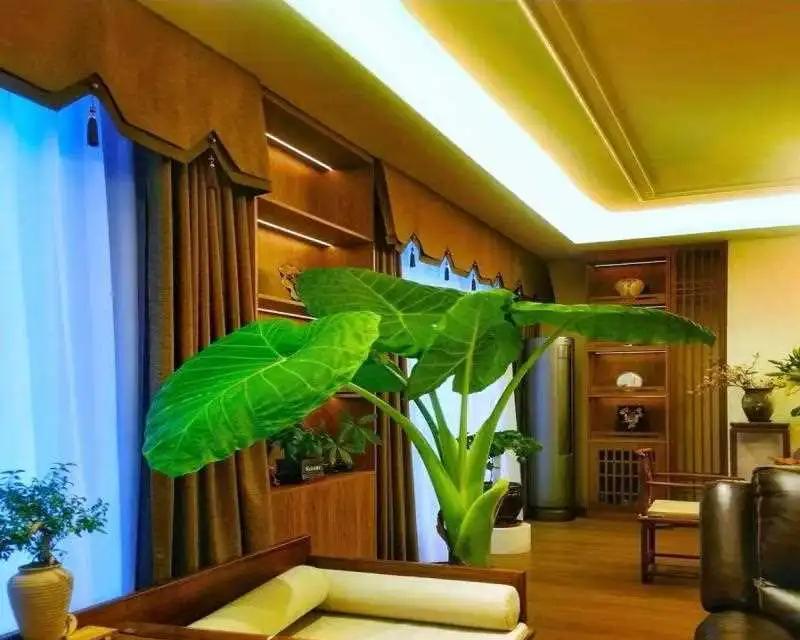 男子家门口栽了一棵花，3个月长成大绿树，网友：天，报恩无疑了