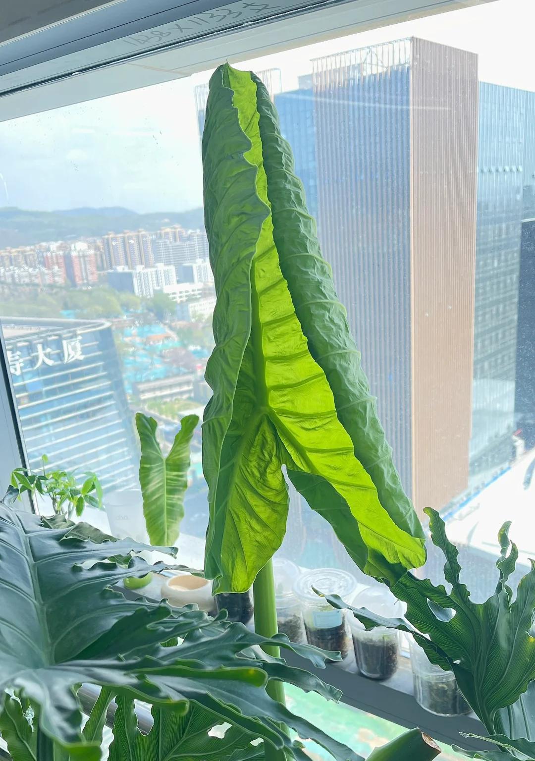 男子家门口栽了一棵花，3个月长成大绿树，网友：天，报恩无疑了