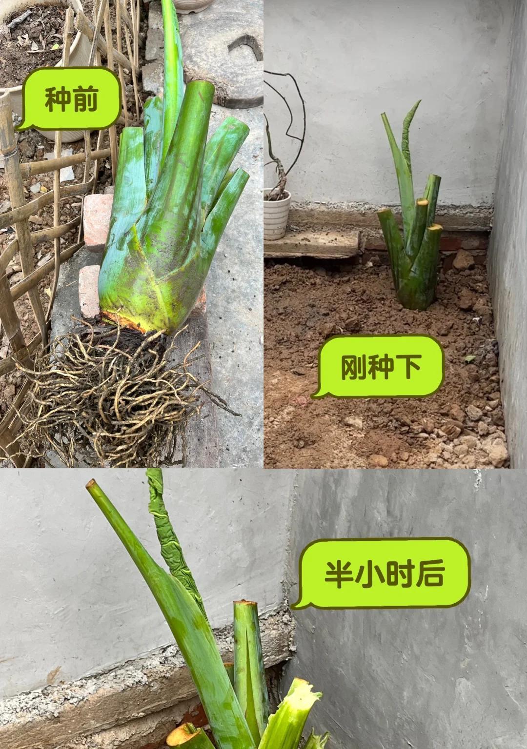 男子家门口栽了一棵花，3个月长成大绿树，网友：天，报恩无疑了