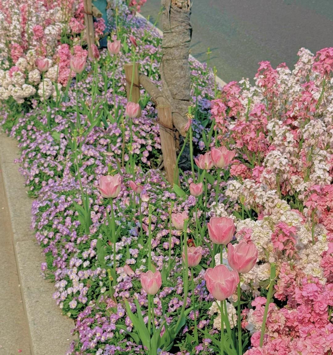 女子晒“最美绿化带”，绚烂如油画：天，没看评论区真以为是假花