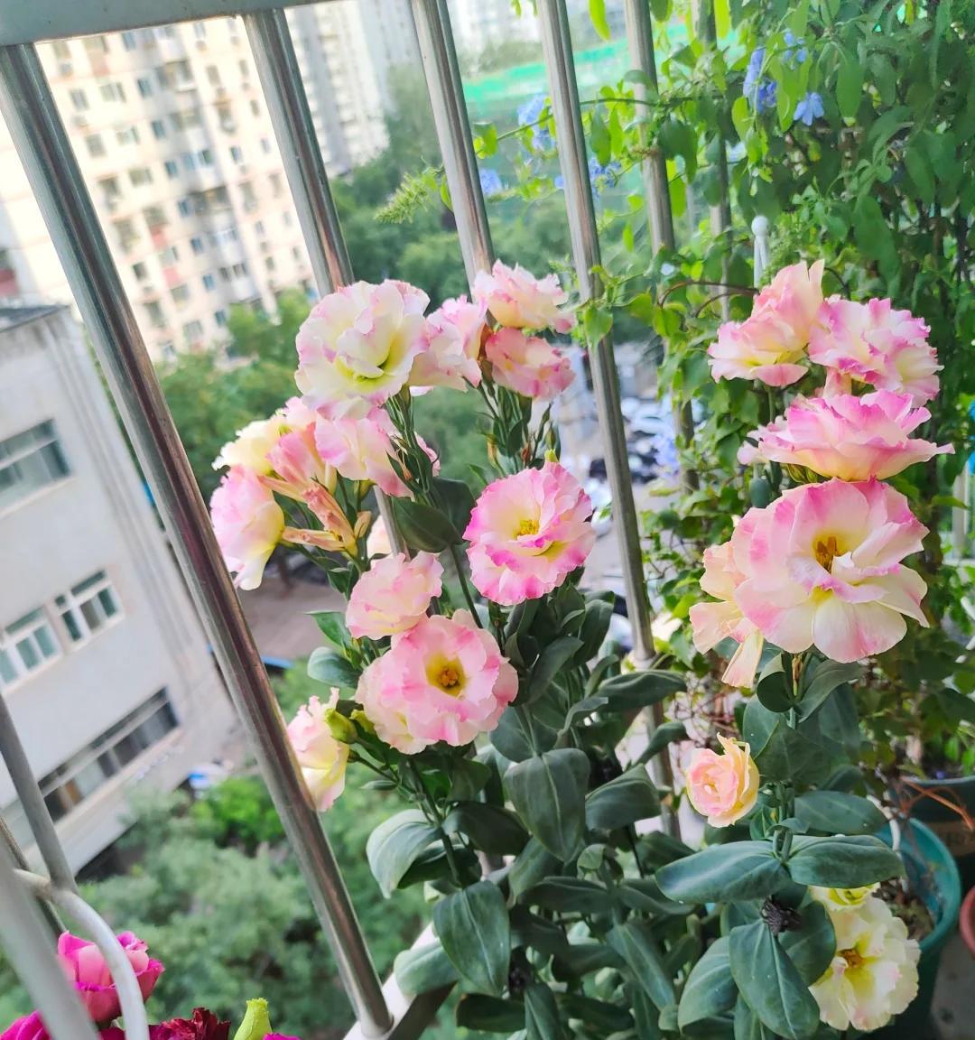 女子晒“最美绿化带”，绚烂如油画：天，没看评论区真以为是假花