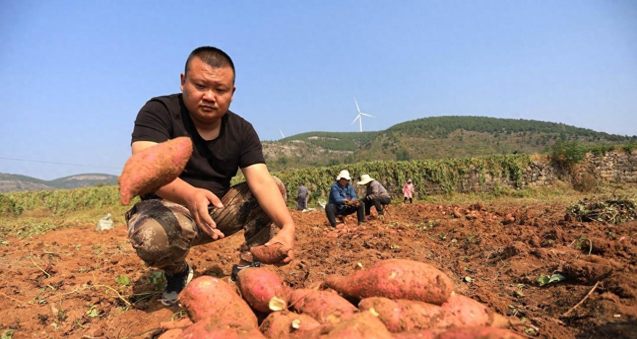 红薯啥时候收获？记住这个时候，红薯又甜又面，附9月管理小妙招
