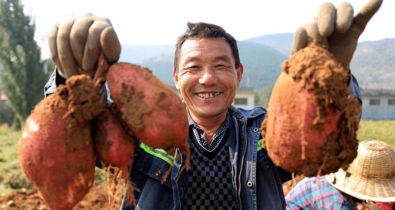 红薯啥时候收获？记住这个时候，红薯又甜又面，附9月管理小妙招