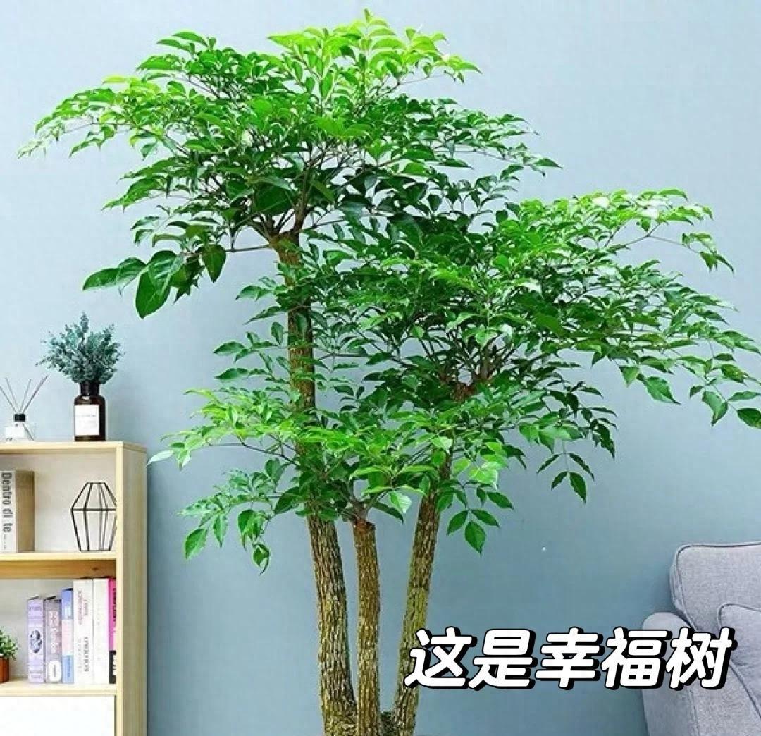 男子想扔掉枯萎的幸福树，它竟开成“手棒花”，好好看，网友：牛
