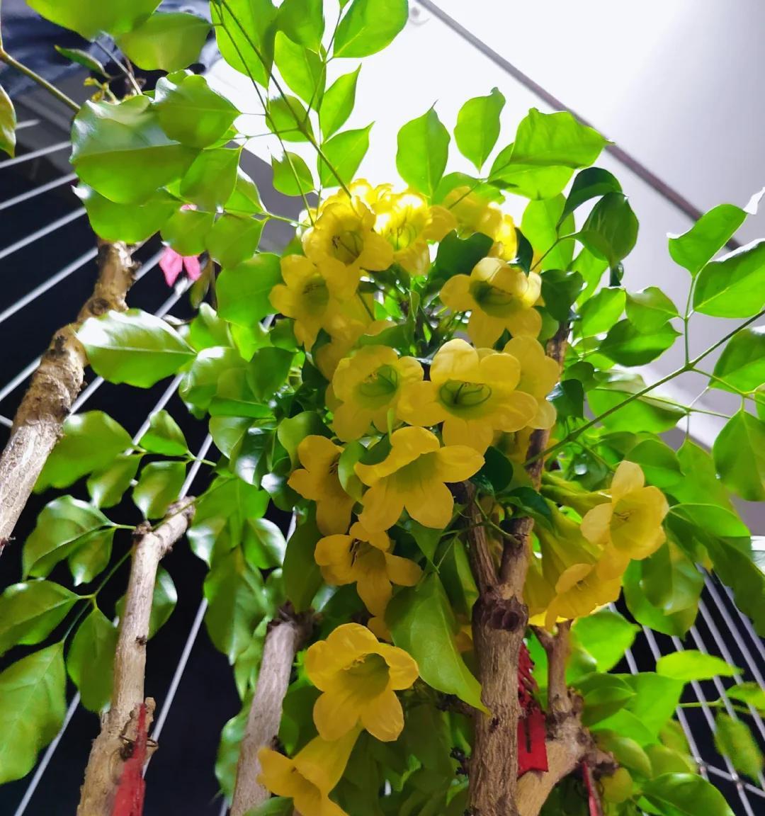 男子想扔掉枯萎的幸福树，它竟开成“手棒花”，好好看，网友：牛