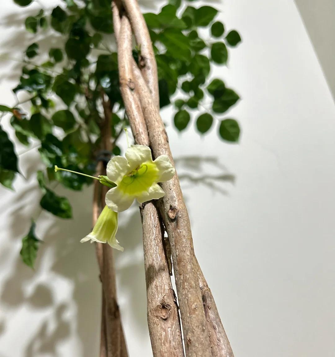 男子想扔掉枯萎的幸福树，它竟开成“手棒花”，好好看，网友：牛