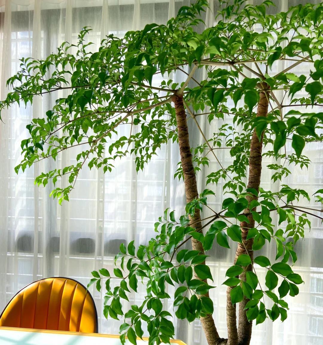 男子想扔掉枯萎的幸福树，它竟开成“手棒花”，好好看，网友：牛