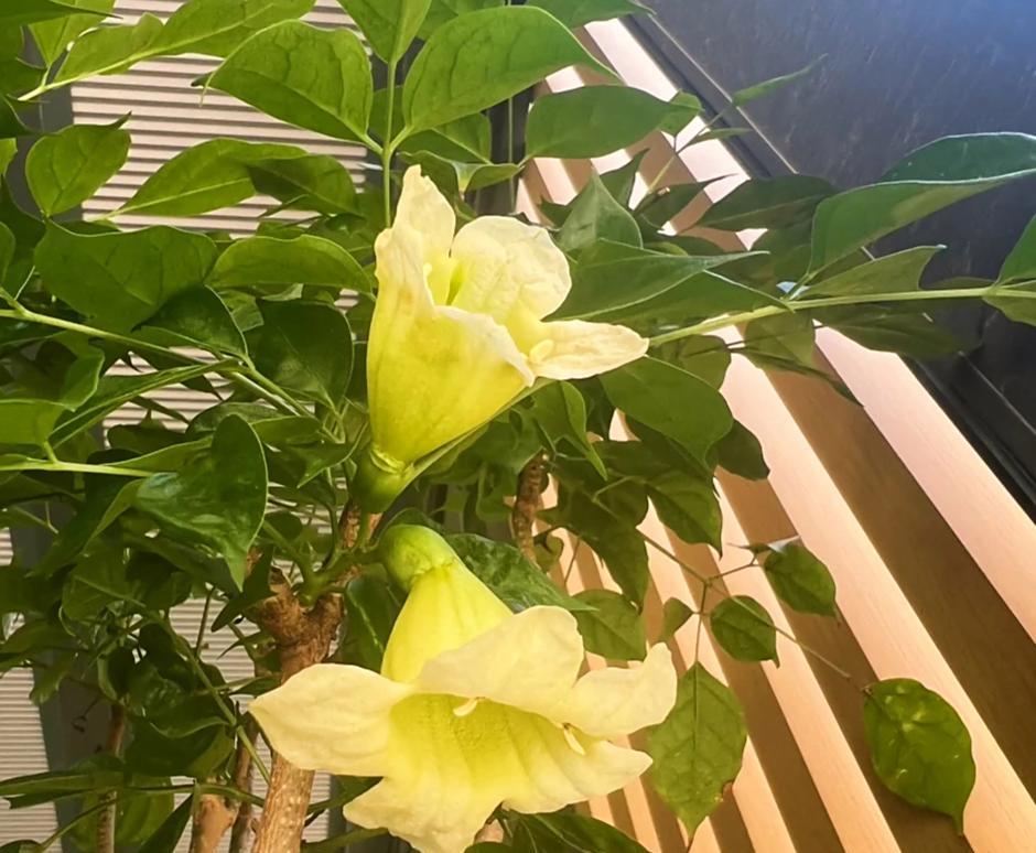 男子想扔掉枯萎的幸福树，它竟开成“手棒花”，好好看，网友：牛