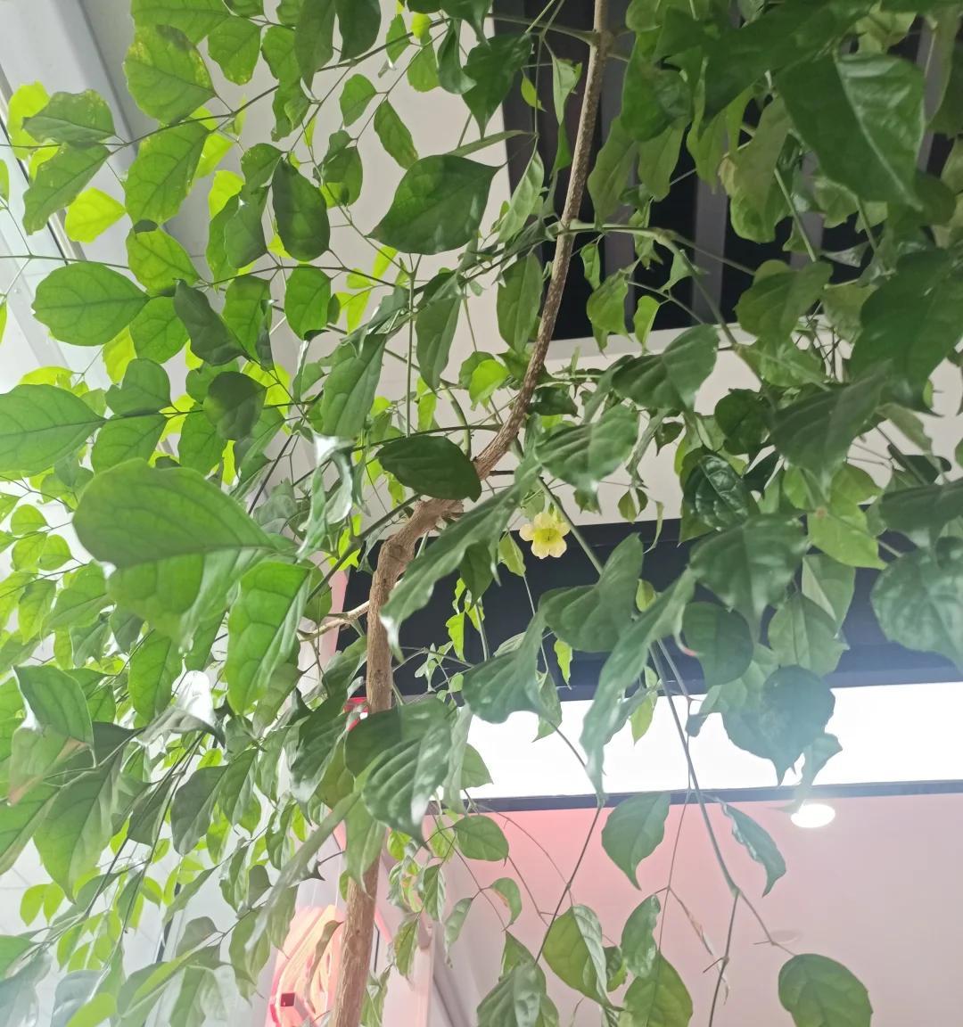 男子想扔掉枯萎的幸福树，它竟开成“手棒花”，好好看，网友：牛
