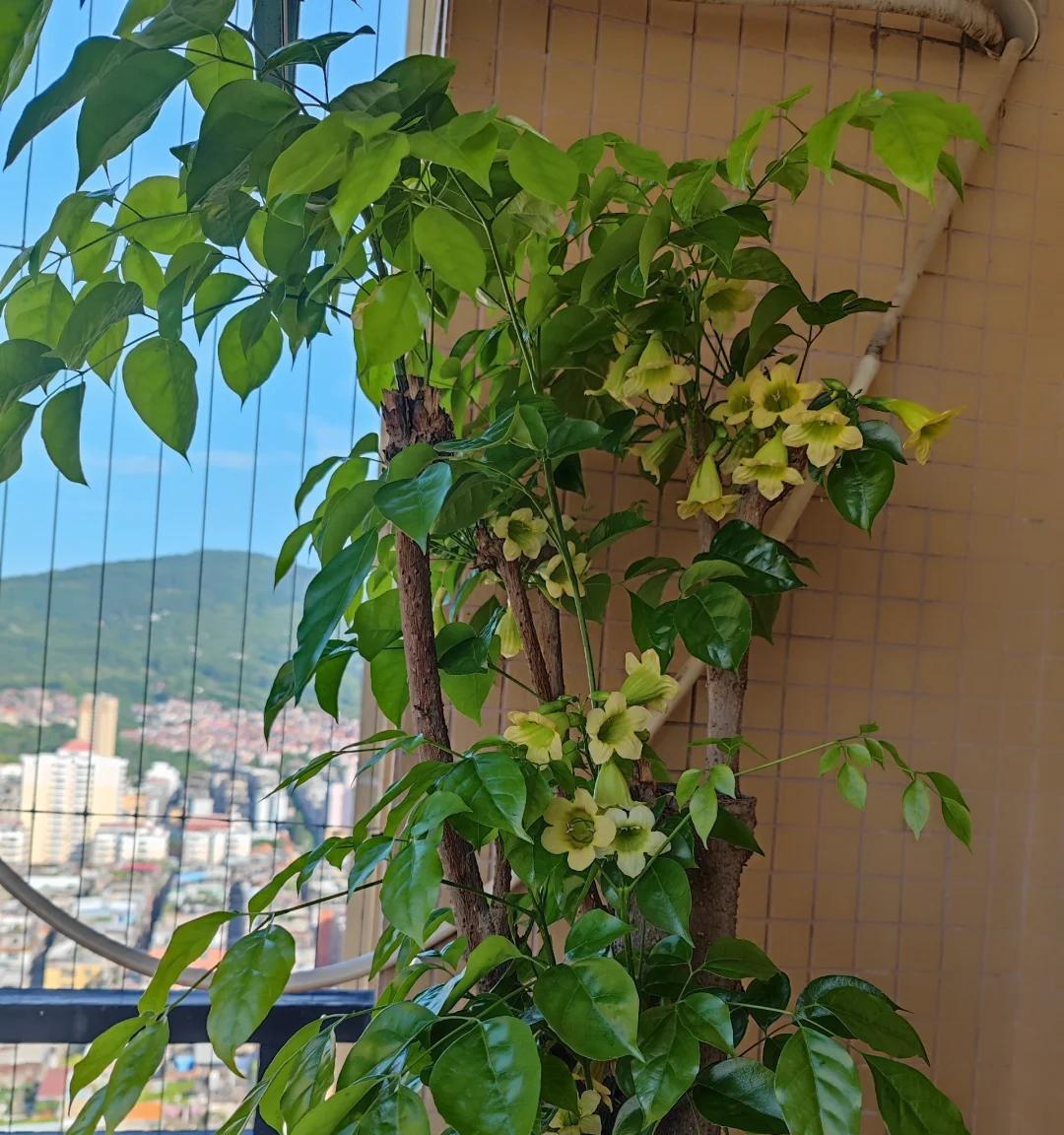 男子想扔掉枯萎的幸福树，它竟开成“手棒花”，好好看，网友：牛