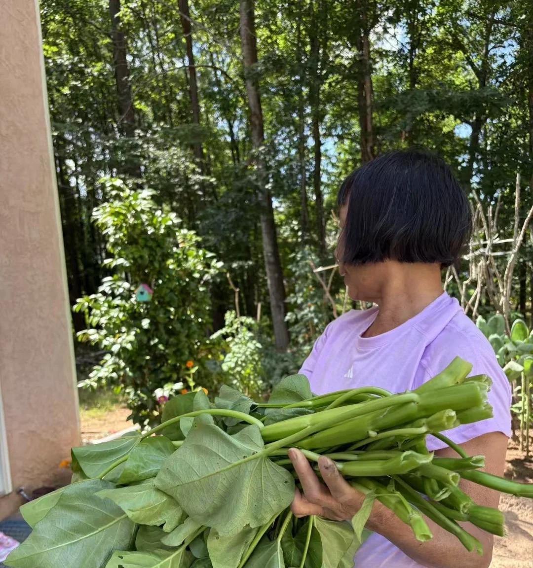 婆婆养的空心菜，长成“两层楼高的绿柱子”，网友：天，咋养的~
