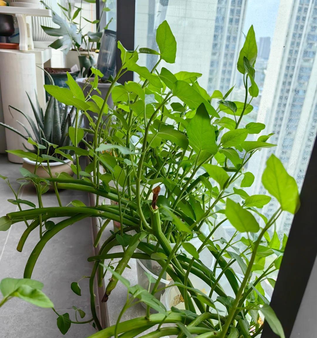 婆婆养的空心菜，长成“两层楼高的绿柱子”，网友：天，咋养的~