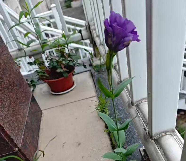 女子家“砖缝里的花，开成最美的样子”：不被看好的，偏偏最争气