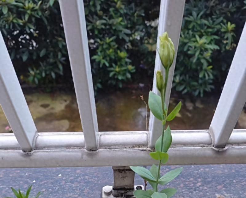 女子家“砖缝里的花，开成最美的样子”：不被看好的，偏偏最争气