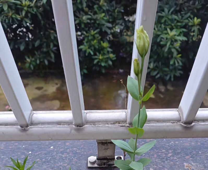 女子家“砖缝里的花，开成最美的样子”：不被看好的，偏偏最争气