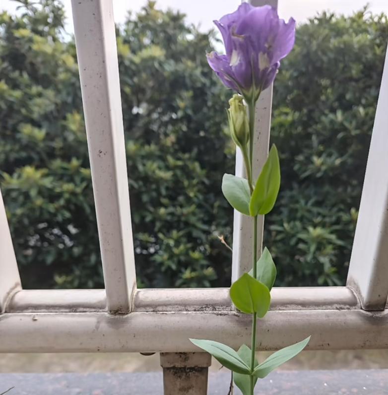 女子家“砖缝里的花，开成最美的样子”：不被看好的，偏偏最争气