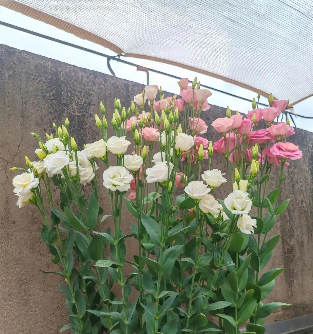 女子家“砖缝里的花，开成最美的样子”：不被看好的，偏偏最争气