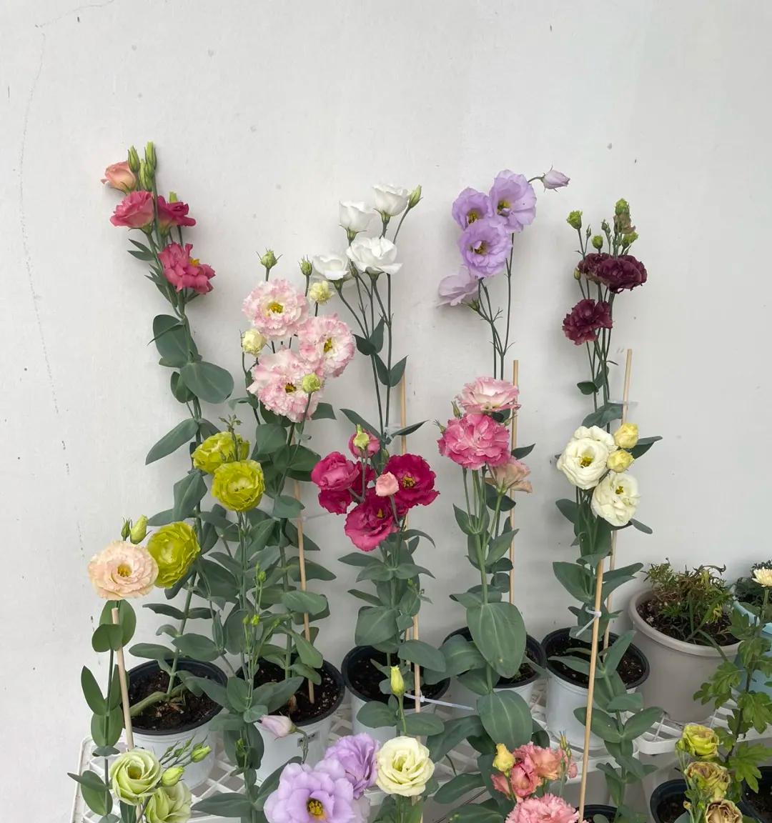 女子家“砖缝里的花，开成最美的样子”：不被看好的，偏偏最争气