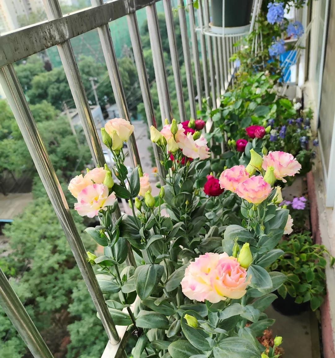 女子家“砖缝里的花，开成最美的样子”：不被看好的，偏偏最争气