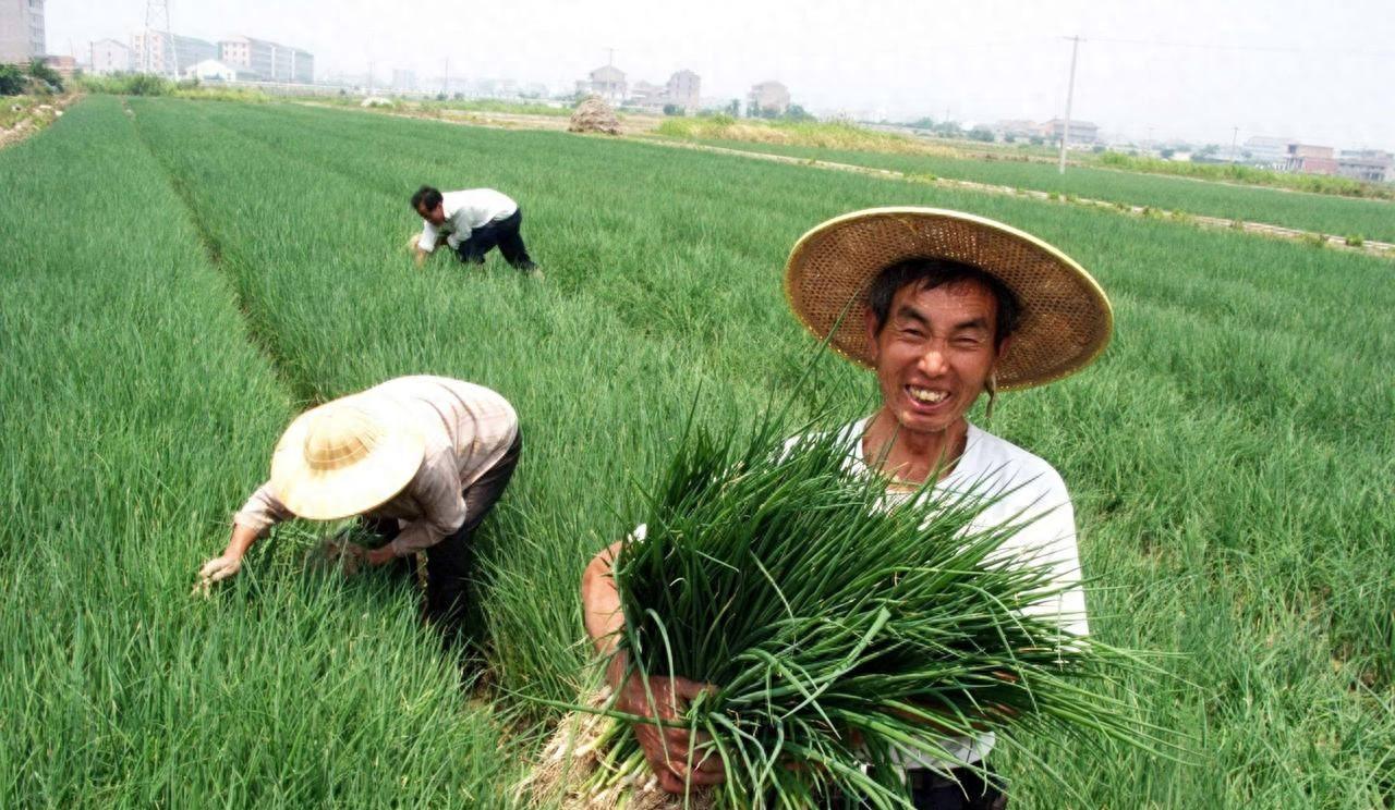 种植葱和大蒜用啥肥料好？记住三用三不用，选错出苗不好还不长