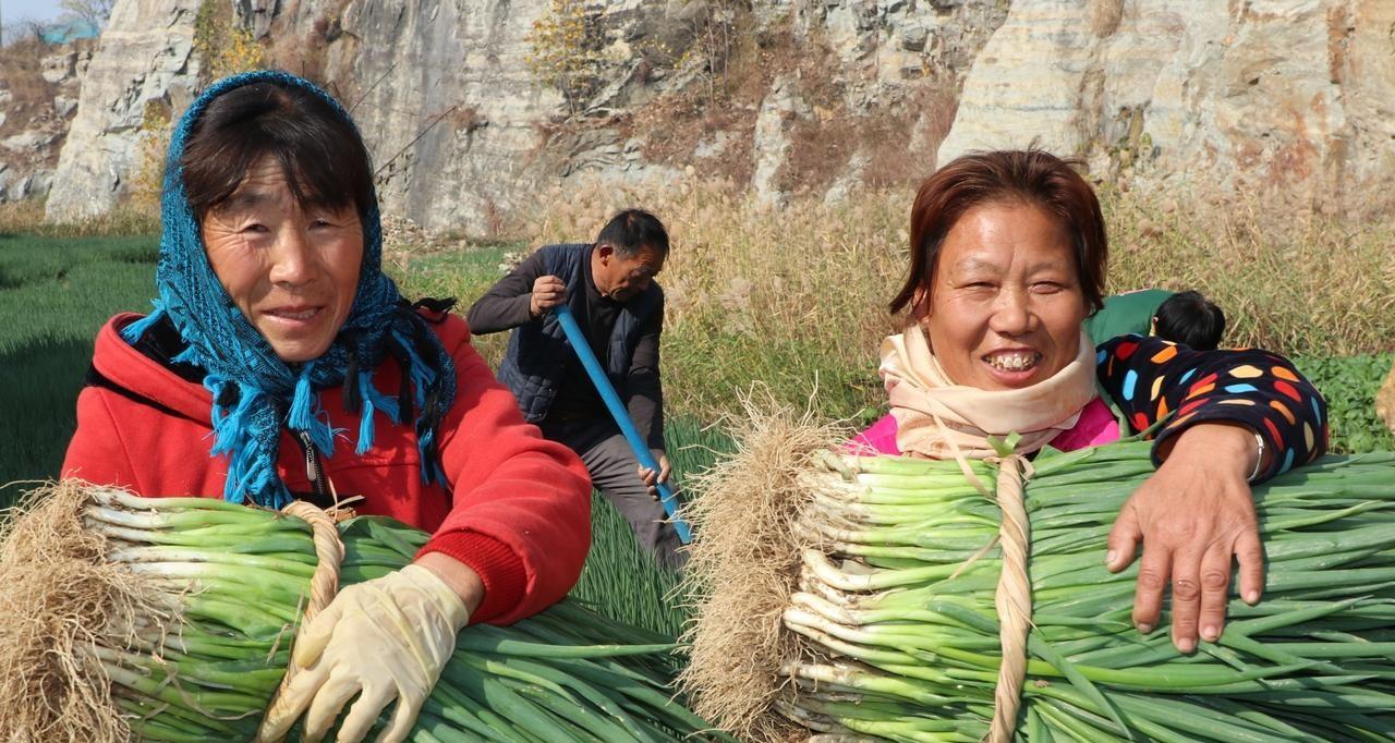 种植葱和大蒜用啥肥料好？记住三用三不用，选错出苗不好还不长